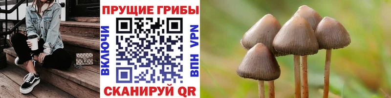 Псилоцибиновые грибы Cubensis  магазин продажи   Звенигород 
